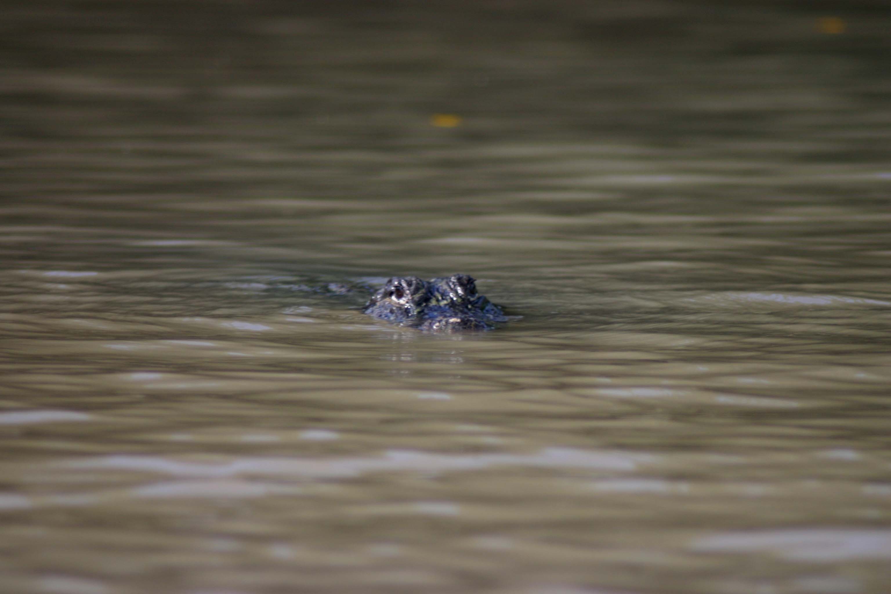 Gator