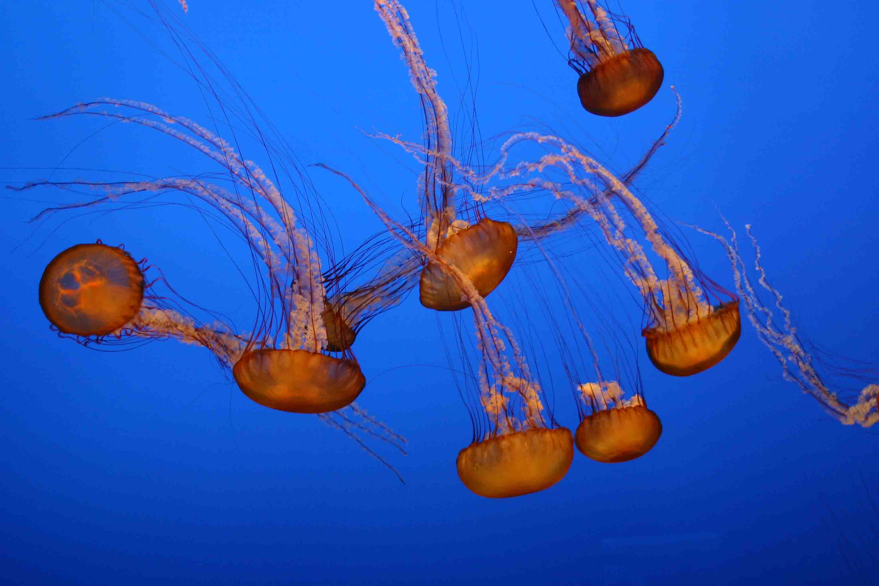 Jelly Fish