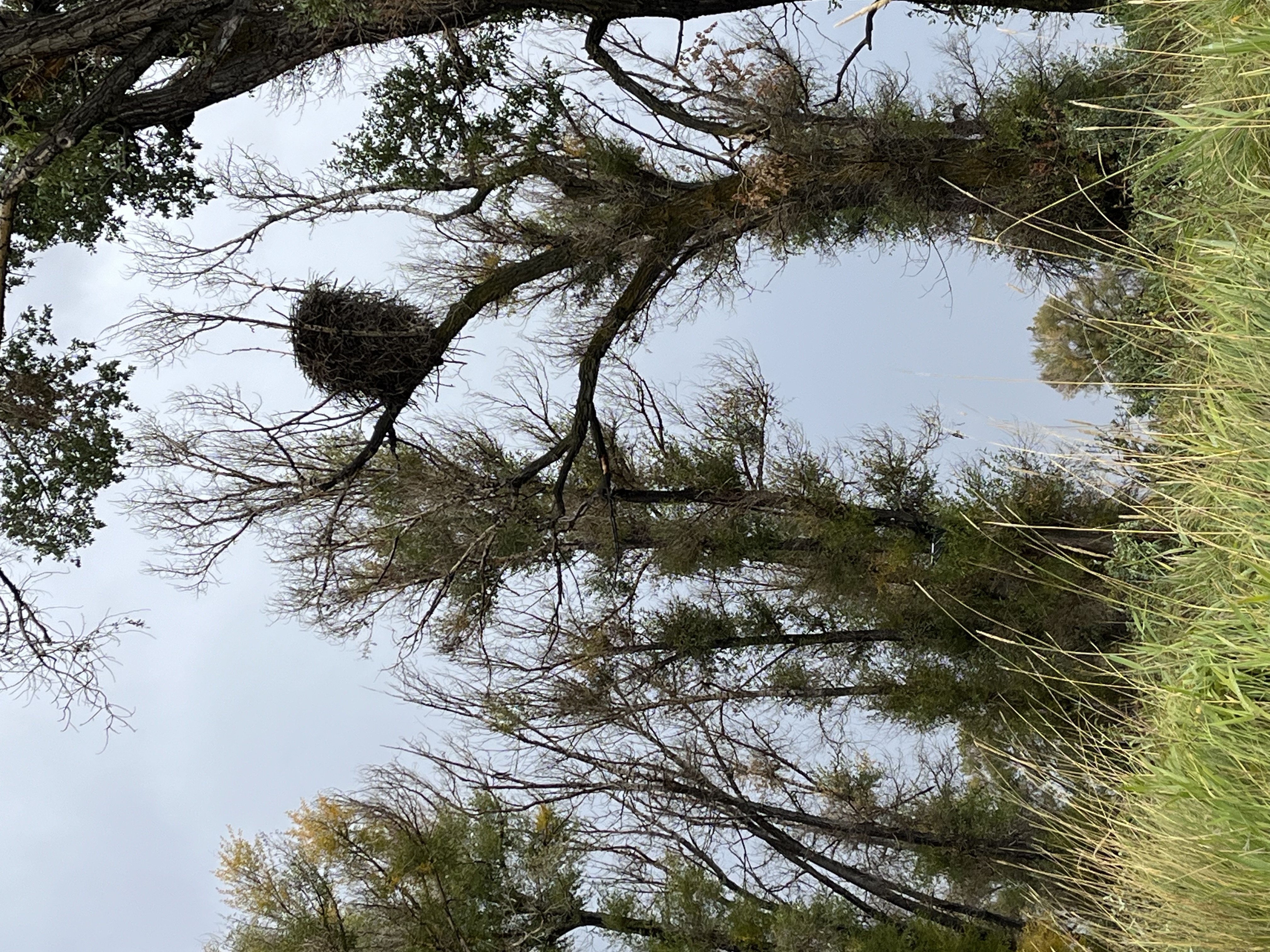 Eagle Nest